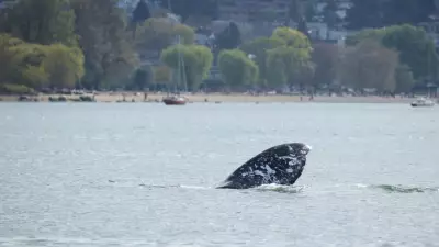 Grey Whale Near Vancouver at Risk of Live Stranding, Officials Warn