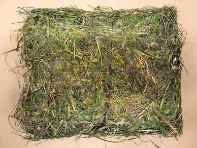 Guards Uncover Grass-Camouflaged Contraband Package at B.C. Prison