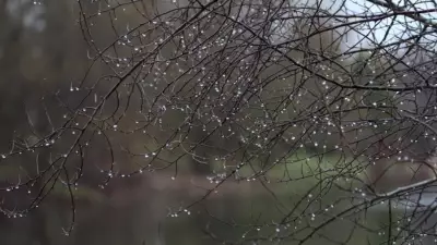 Heavy Rain and Dense Fog Forecast for Northeastern Ontario on Monday