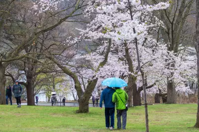 High Park Cherry Blossoms Expected to Bloom in Late April: Visitor Guide