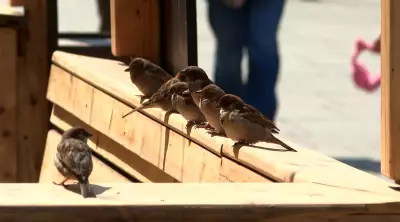 Montreal Weekend Brings Full Warmth and Sunshine After Months