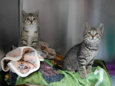 New Ontario SPCA Clinic Offers Affordable Spay/Neuter Services for Pets