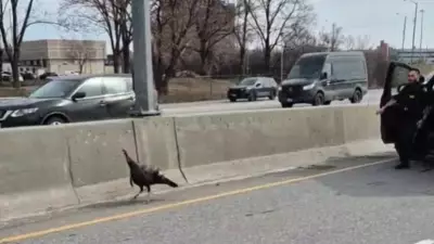 OPP Officer Attempts to Catch Wild Turkey on Ottawa's Highway 417
