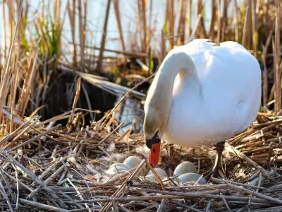 Parks Canada Seeks Public's Help After Swan Poached at Point Pelee