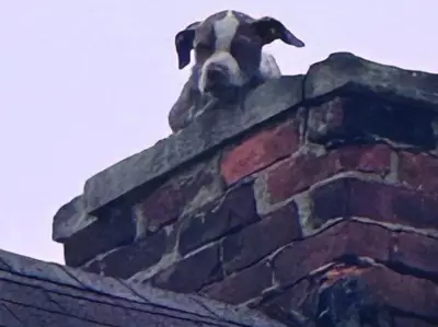 Puppy Named Stack Rescued from Chimney of Abandoned Detroit Home