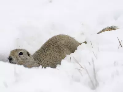 Regina Expands Gopher Control Program Amid Rising Rodent Population