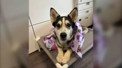 Regina Husky's Solo Journey to Daycare Captivates Online Community