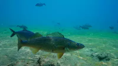Saugeen Ojibway Nation Warns of Fish Safety Near Bruce Power Nuclear Plant