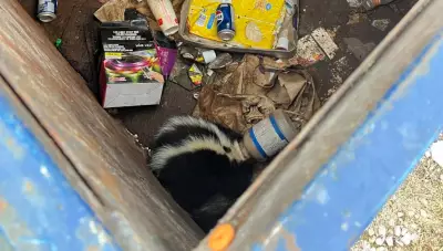 Skunk Rescued in Barrie After Plastic Container Traps Its Head in Dumpster