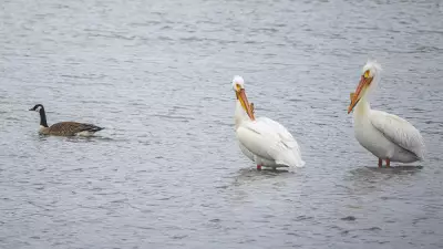 Spring's Arrival on the Bow River: Pelicans, Herons, and Crocuses Herald the Season