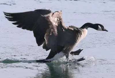 Teen Charged with Animal Cruelty After Running Over Canada Geese in Winnipeg