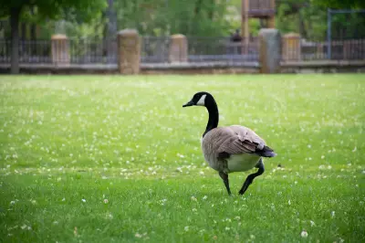 Teen Charged with Animal Cruelty in Canada Goose Incidents: Winnipeg Police