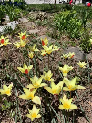 The City Gardener: Spring Clean-Up as a Journey, Not a Destination