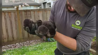 Three Baby Otters Rescued from Underneath Shed in Richmond, B.C.