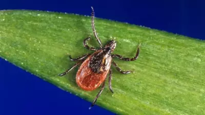 Tick Season in Manitoba: How to Stay Safe Outdoors