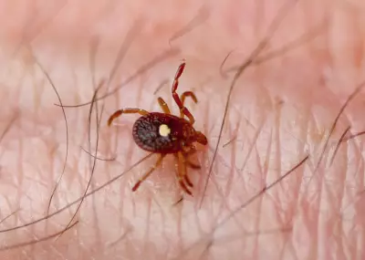 Tick Season Starts Early in Canada, Raising Lyme Disease Fears