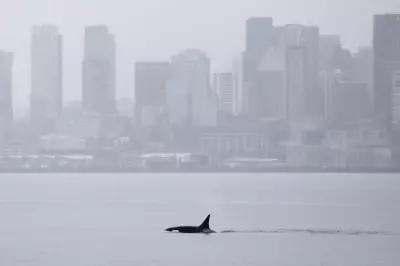 Unprecedented Orca Pod Delights Seattle Whale Watchers with Rare Visit