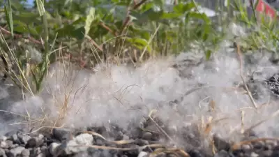 Why Allergy Season Could Be Particularly Bad in Winnipeg This Year