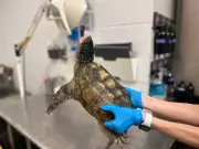 Abandoned Florida Snapping Turtle Found Outside Reptilia Vaughan Facility