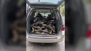 Abbotsford Police Recover Over 20 Catalytic Converters, Arrest Suspect After Tip