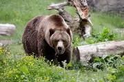 Alberta Rural Municipalities Advocate for Grizzly Bear Hunt Reinstatement