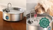 Amazon's Top-Rated Pet Water Fountain on Sale: Keep Pets Hydrated This Summer
