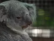 Baby Koala Debuts in Mom's Pouch at Florida Zoo's New Outback Habitat