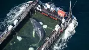 Barge Carries Stranded Humpback Whale Timmy Toward North Sea