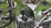 B.C. Man's Backyard Hummingbird Video Spreads Global Hope and Joy