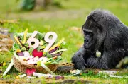 Berlin Zoo Celebrates 69th Birthday of Fatou, World's Oldest Gorilla in Captivity