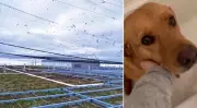 Bird Cannons Terrify Pets in East-End Toronto, Residents Demand Action