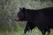 Black Bear Illegally Killed in Manitoba, Orphaned Cubs Left Behind