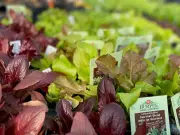 Brian Minter's Guide to Early Spring Vegetable Planting in Metro Vancouver