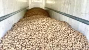 Calgary Charity to Distribute 80,000 Pounds of Free Potatoes This Weekend
