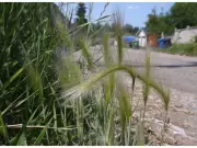 Calgary Council's Repeal Trend: Removing Bylaws Without Replacement Plans