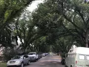 Calgary Launches Branching Out 2026: Apply for Free Trees to Boost Urban Canopy