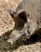 Calgary Zoo Euthanizes Wild Boar After Extended Illness