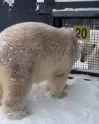 Calgary Zoo's Polar Bears Yellé and Siku Meet Face-to-Face for First Time