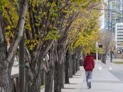 Calgary's Tree Canopy Analysis: Which Neighborhoods Offer the Most Shade?