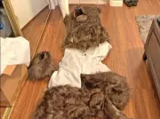 California Trio Sentenced in Bizarre Bear-Suit Luxury Car Insurance Fraud Scam