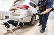 Canada Launches First Fentanyl-Detection Canine Unit at Border