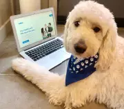 Canadians Allocate Over $10,000 in Wills for Pet Care, Study Reveals