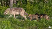 Cedar Meadows Resort Introduces Wolf Pup Experience for Guests