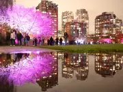 Cherry Blossom Scouts Guide Vancouver Through Fleeting Spring Season