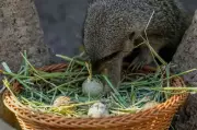 Chilean Zoo Hosts Easter Egg Hunt for Animals, Not Children