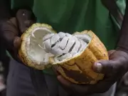 Cocoa Price Plunge Sparks Optimism for Cheaper Chocolate and Demand Revival