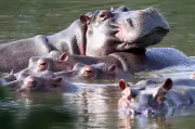 Colombia to Cull Escobar's Hippo Population Through Euthanasia Program