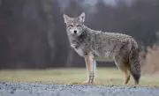 Coyote Sightings Reported in Orléans Park Prompt Community Alert