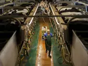 Dairy Quotas and CUSMA: Canada Faces Tough Trade Negotiations with U.S.