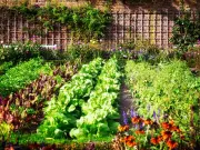 Edmonton Gardening Guide: When to Plant Vegetables for Success